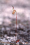 Paracaleana nigrita