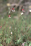 Leptoceras menziesii