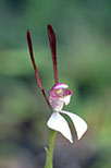 Leptoceras menziesii
