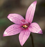 Elythranthera emarginata