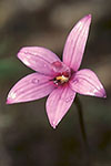Elythranthera emarginata