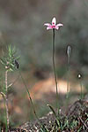 Elythranthera emarginata