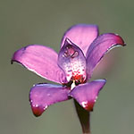 Elythranthera brunonis