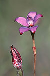 Elythranthera brunonis