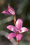 Elythranthera brunonis