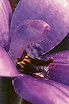 Elythranthera brunonis