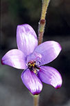 Elythranthera brunonis