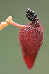 Drakaea glyptodon