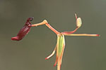 Drakaea thynniphila