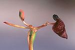 Drakaea glyptodon
