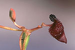 Drakaea glyptodon