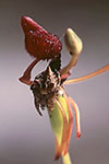 Drakaea glyptodon