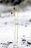 Drakaea glyptodon
