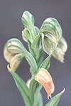 Pterostylis vittata