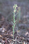 Pterostylis vittata