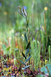 Pterostylis recurva