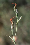 Pterostylis recurva