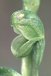 Pterostylis mutica
