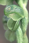 Pterostylis mutica