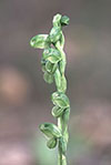 Pterostylis mutica