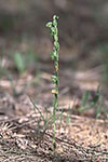 Pterostylis mutica