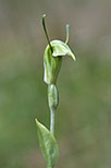 Pterostylis aff. nana