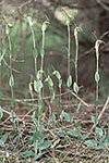 Pterostylis aff. nana