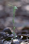 Pterostylis aff. nana