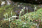 Pterostylis aff. nana