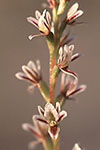 Prasophyllum plumiforme