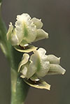 Prasophyllum cyphochilum