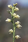 Prasophyllum cyphochilum