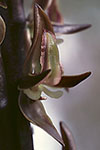Prasophyllum regium