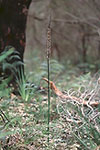 Prasophyllum regium