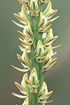 Prasophyllum elatum
