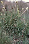Prasophyllum elatum