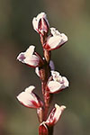 Prasophyllum hians