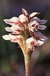 Prasophyllum cucullatum