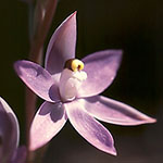 Thelymitra macrophylla