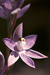 Thelymitra macrophylla