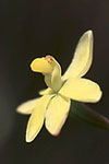 Thelymitra flexuosa