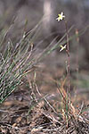 Thelymitra flexuosa