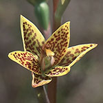 Thelymitra villosa