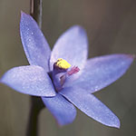 Thelymitra crinita
