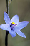 Thelymitra crinita