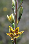 Thelymitra villosa