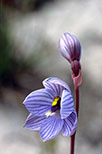 Thelymitra campanulata