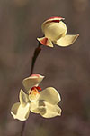 Thelymitra antennifera