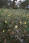 Thelymitra antennifera