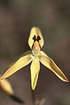 Thelymitra antennifera